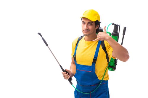 ウリハムシの駆除方法は 対策についても紹介 トラブルブック