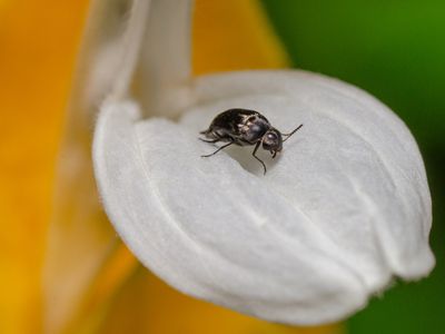 ヒメカツオブシムシの駆除方法は 対策についても紹介 トラブルブック ヒメカツオブシムシの駆除方法は 対策についても紹介 トラブルブック
