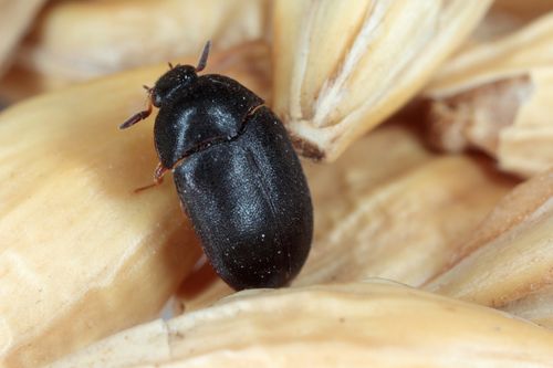 ヒメカツオブシムシの駆除方法は 対策についても紹介 トラブルブック ヒメカツオブシムシの駆除方法は 対策についても紹介 トラブルブック