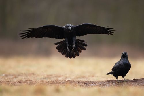 カラス駆除の被害ってどんなことが起きる 困ったら業者に依頼しよう トラブルブック カラス駆除の被害ってどんなことが起きる 困ったら業者に依頼しよう トラブルブック