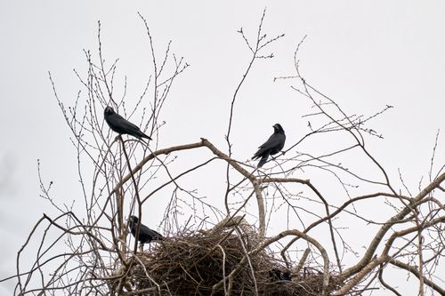 カラス駆除の被害ってどんなことが起きる 困ったら業者に依頼しよう トラブルブック カラス駆除の被害ってどんなことが起きる 困ったら業者に依頼しよう トラブルブック