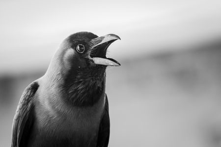 カラス駆除の被害ってどんなことが起きる 困ったら業者に依頼しよう トラブルブック カラス駆除の被害ってどんなことが起きる 困ったら業者に依頼しよう トラブルブック