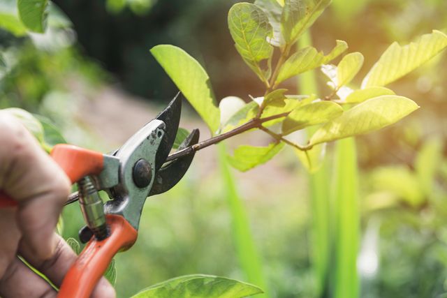 宇部市の庭木・植木剪定業者 おすすめ14選 | 選び方のポイントも紹介