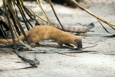 2025年最新】大阪市のイタチ駆除業者 おすすめ17選 | 選び方のポイント