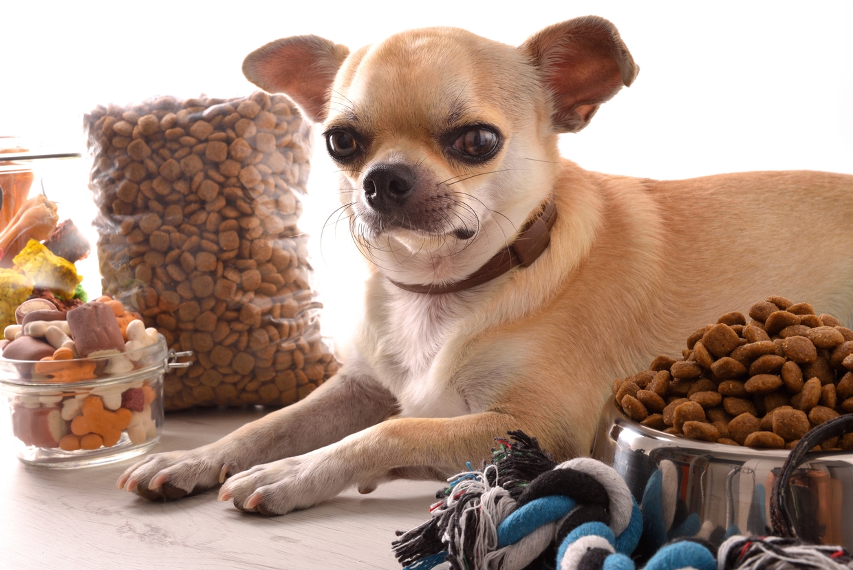 ソルビダ ペットフード ご飯 体重管理 犬 ソルビダ グレインフリー 犬