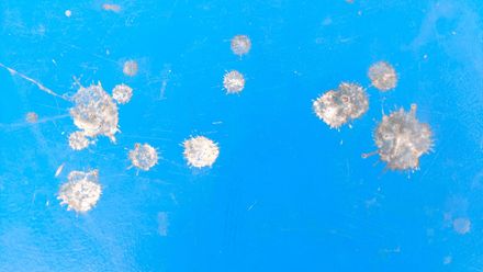 鳩駆除 鳥のフンをよく落とされる車の特徴は 色 形など落とされやすい理由はあるのか徹底調査 トラブルブック 鳩駆除 鳥のフンをよく落とされる車の特徴は 色 形など落とされやすい理由はあるのか徹底調査 トラブルブック