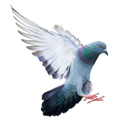 平和の象徴でかわいい姿の鳩…でも迂闊に近寄らないで！フン被害や病気 
