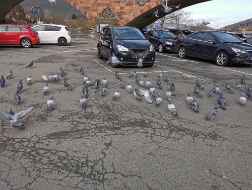 鳩駆除 鳥のフンをよく落とされる車の特徴は 色 形など落とされやすい理由はあるのか徹底調査 トラブルブック 鳩駆除 鳥のフンをよく落とされる車の特徴は 色 形など落とされやすい理由はあるのか徹底調査 トラブルブック