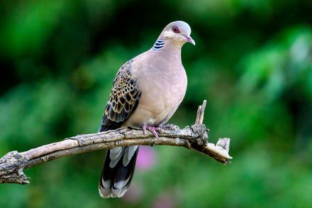 鳩駆除】キジバトってどんな鳩？鳴き声や習性についてのまとめ 