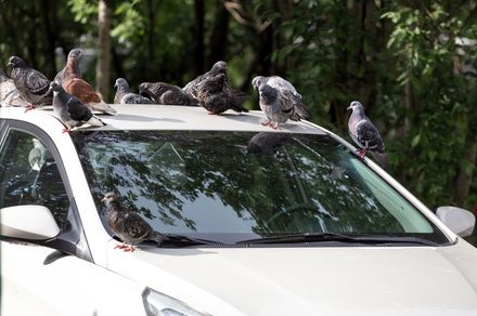 鳥のフンがよく落とされる車の色がある その理由と予防策をご紹介 トラブルブック 鳥のフンがよく落とされる車の色がある その理由と予防策をご紹介 トラブルブック