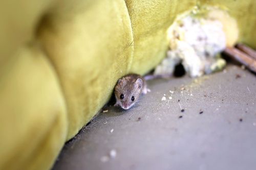 ネズミがいるか確かめる方法｜素人でもわかるラットサインの見つけ方と 