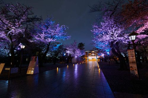 令和6年】春の靖國神社は見どころがたくさん！お花見スポットや夜桜詣