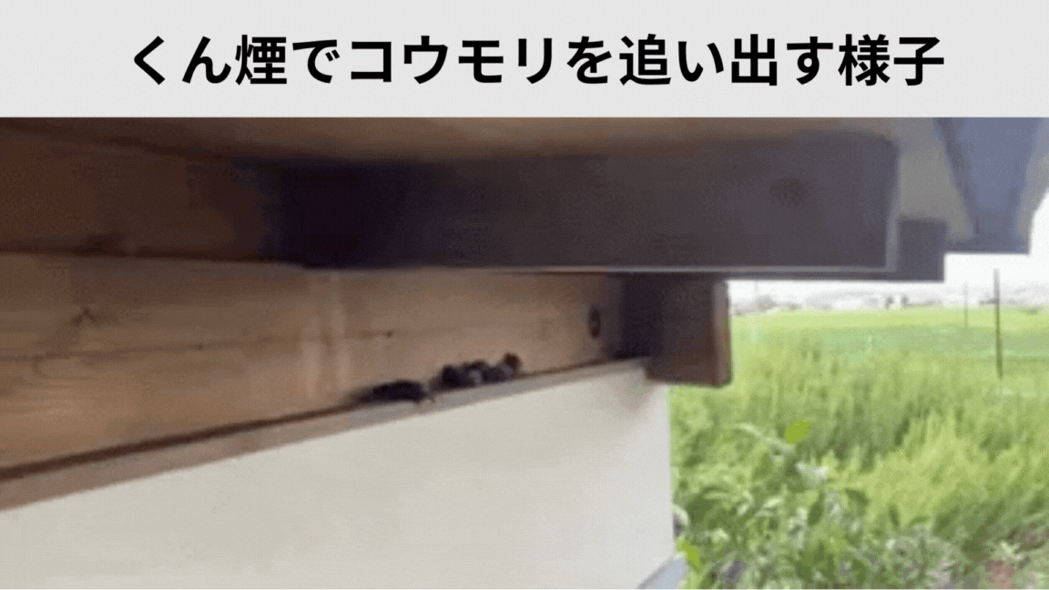 ラスカル様専用】超音波多機能美容器 【公式通販】