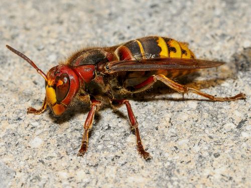 2025年最新】福岡の蜂の巣駆除業者のおすすめ16選｜退治・撃退を任せる